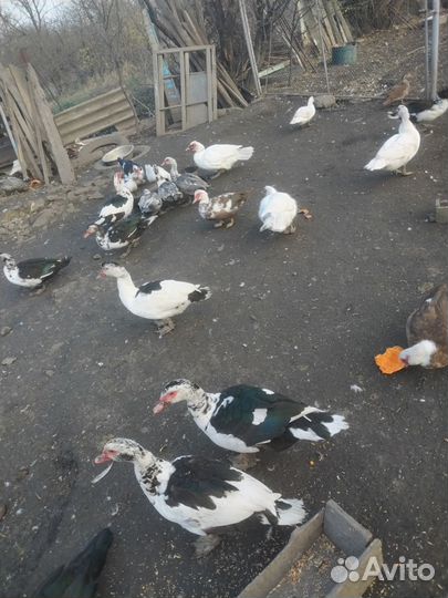 Индоутка мускусная утка