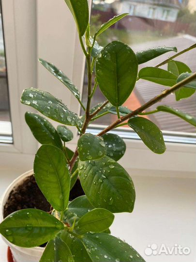 Фикус макломе