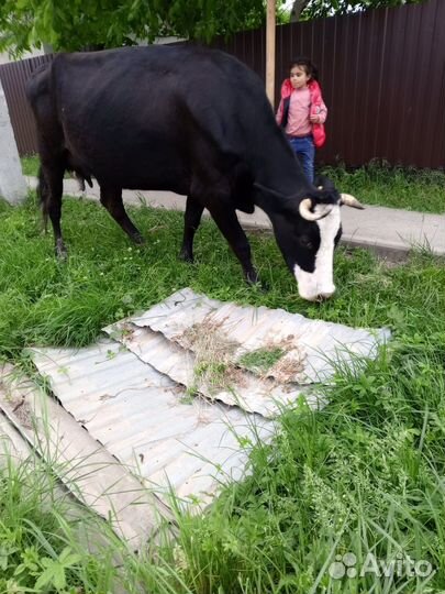 Дойные коровы