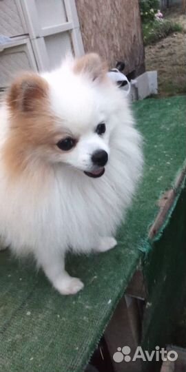 Померанский шпиц