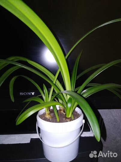 Гиппеаструм