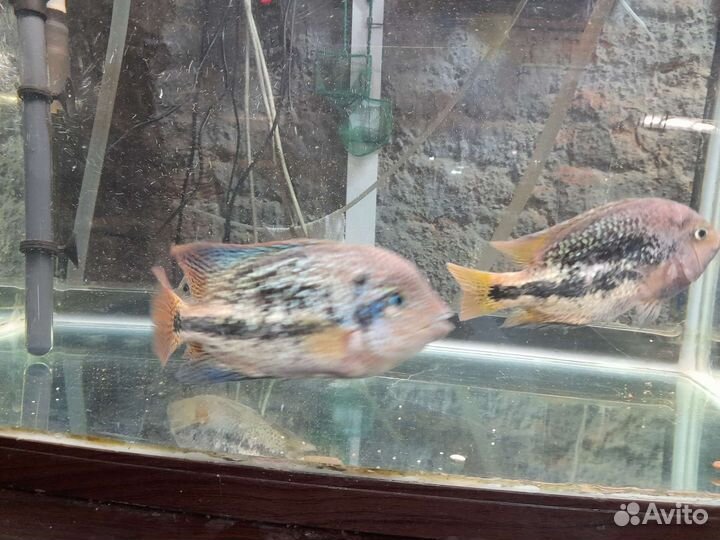 Аквариумные рыбки