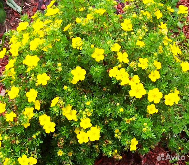 Декоративные растения