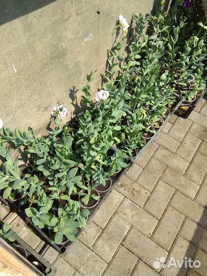 Эустома рассада