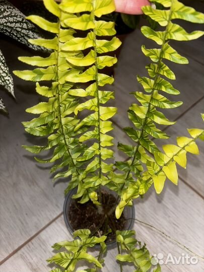 Папоротник нефролепис тигр вариегатный