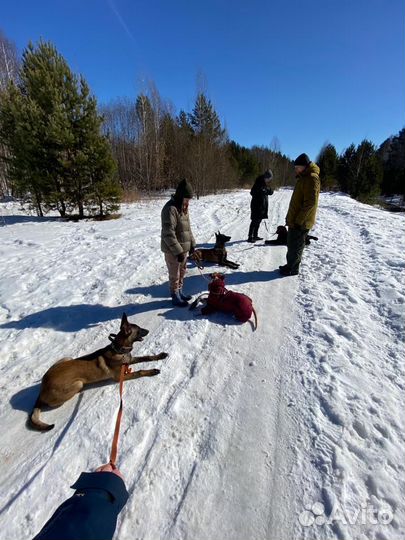 Дрессировка и воспитание собак