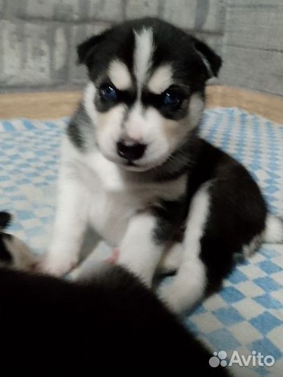 Сибирский хаски