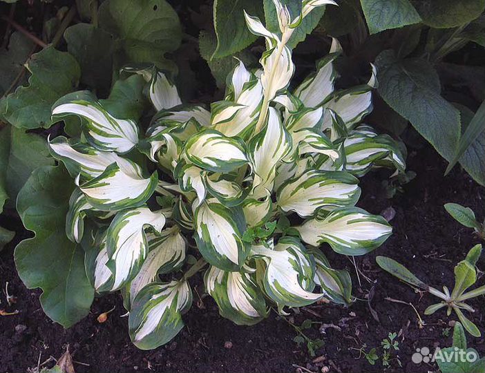 Цветы для сада