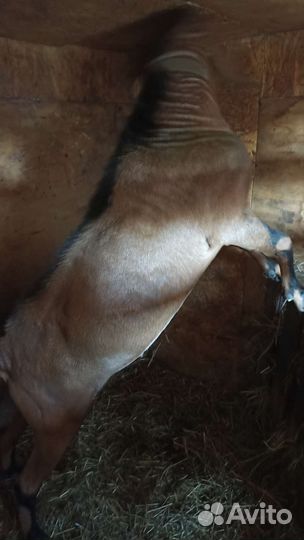 Нубийский козел