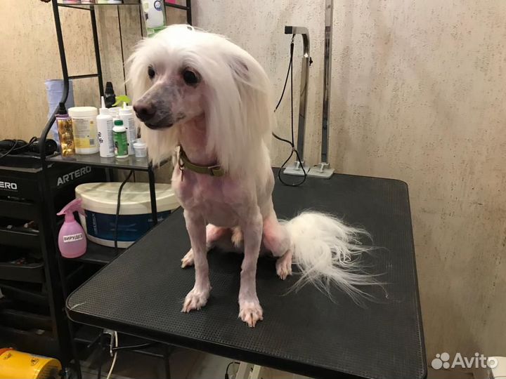 Груминг,триминг,модельная стрижка собак