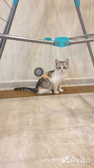 Котенок девочка бесплатно