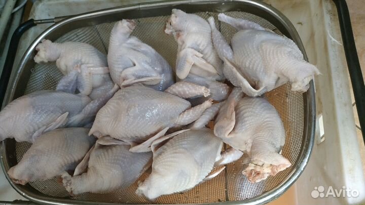 Перепела молодняк и несушк,Мясо перепелов