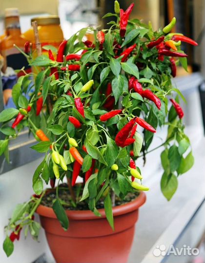 Горький перчик