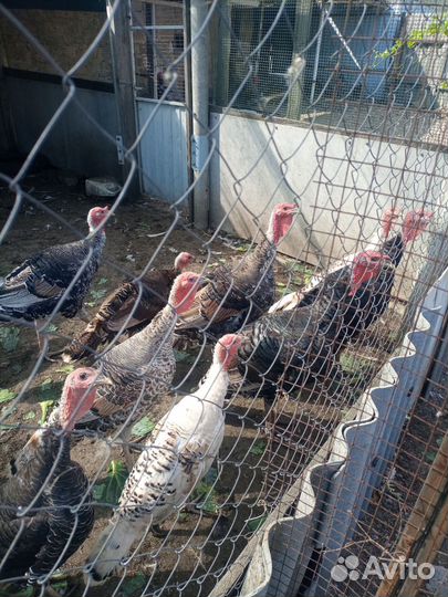 Продам семью индюков Индюк и три индюшки