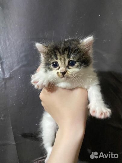 Котёнок девочка, отдам за коробку мерси