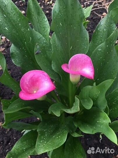 Каллы клубни