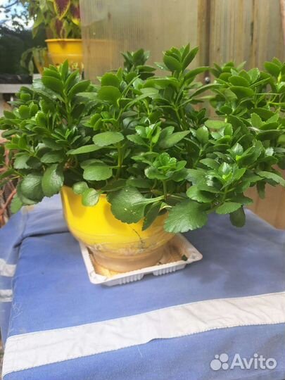 Толстянка, (денежное дерево), каланхоэ