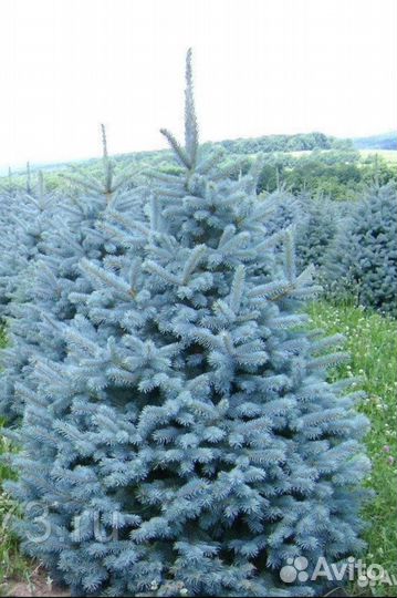 Ель голубая. Для посадки. Разные размеры