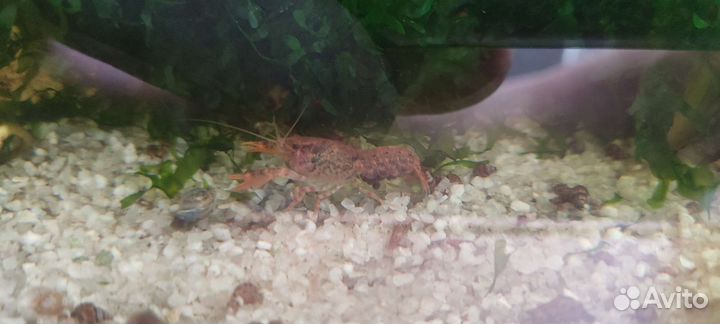 Рыбки, раки, растения