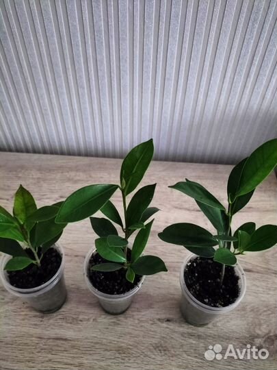 Фикус микрокарпа