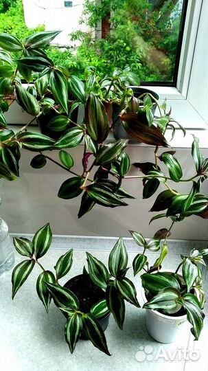 Традесканция два вида