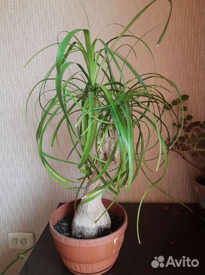 Бокарнея нолина (бутылочное дерево)