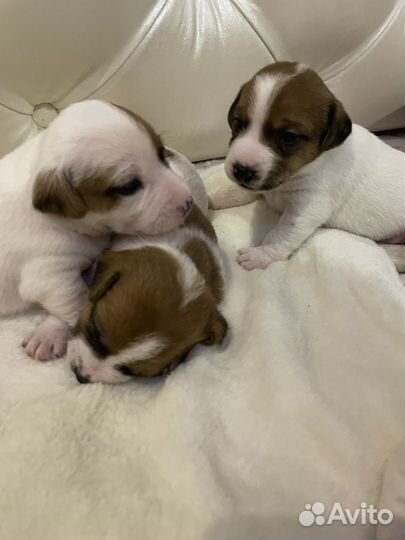 Джек рассел терьер