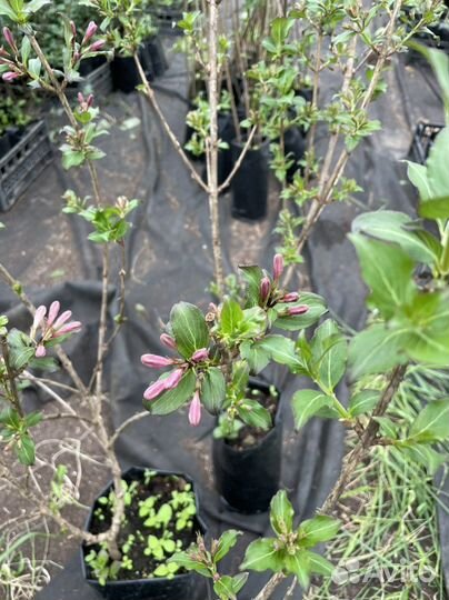 Вейгела порпуреа нана