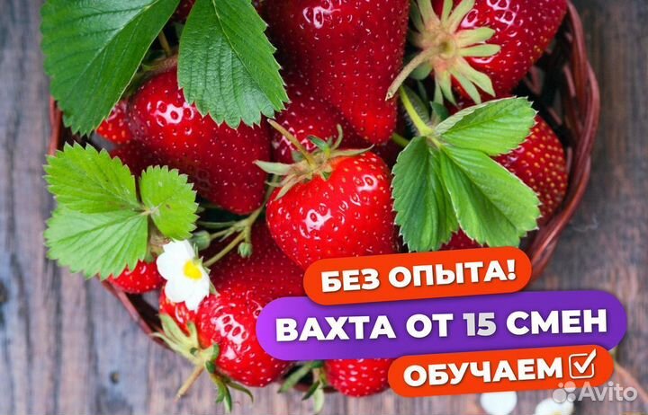 Сборщик клубники вахта с питанием Татарстан