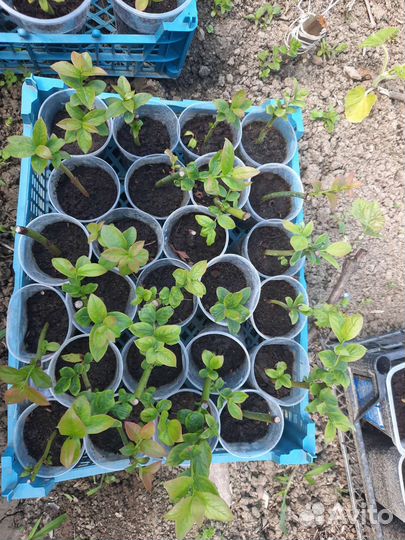 Укорененные черенки голубики