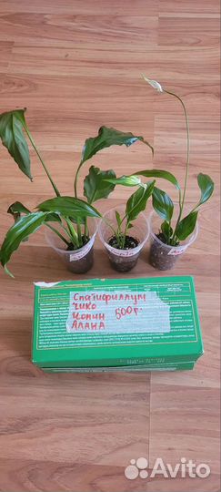 Спатифиллум Шопен, Чопин, Алана