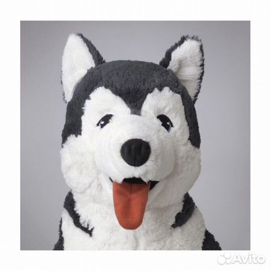 Хаски IKEA livlig