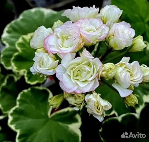 Пелоргоний сортовые,и ещё разные