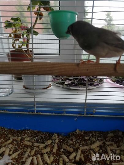 Зебровые амадины