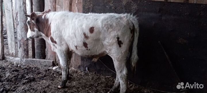 Хряк на племя