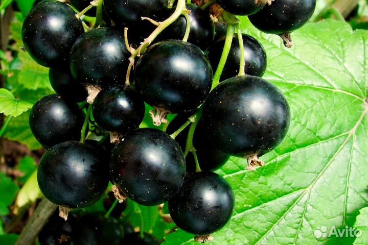 Саженцы черной смородины