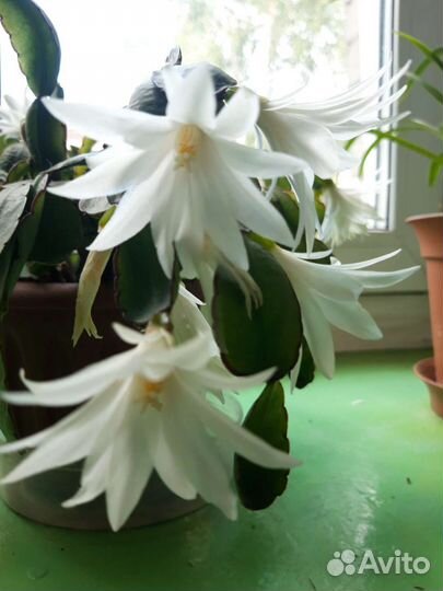 Цветок декабрист