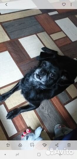 Отдам бесплатно