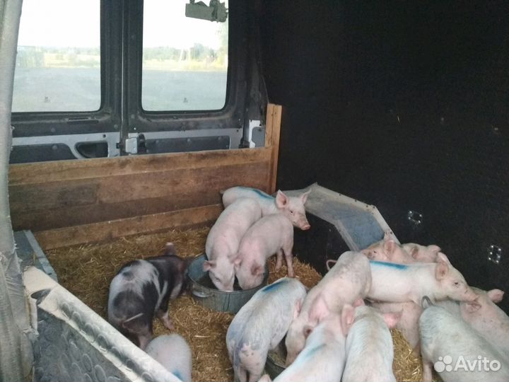 Поросята деревенские