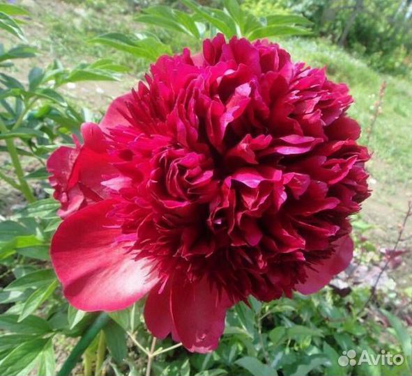 Пион Ред Чарм