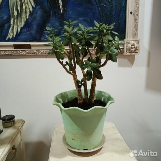 Живое дерево