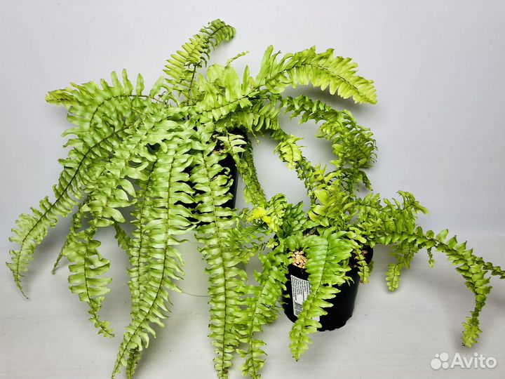 Папоротники