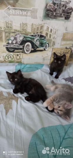 Кошка в дар бесплатно