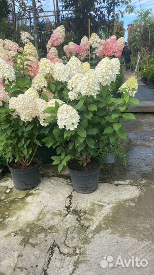 Гортензия в ассортименте