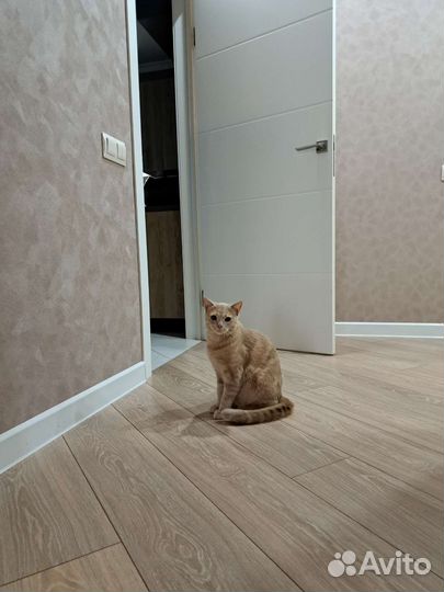 Котик Зефир