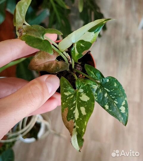 Сингониум Ред спот триколор