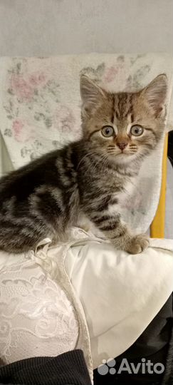 Отдадим в добрые руки