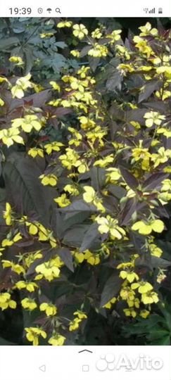 Многолетние цветы