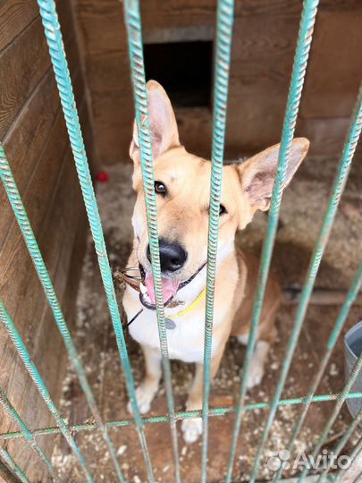 Потеряшка в приюте ищет дом