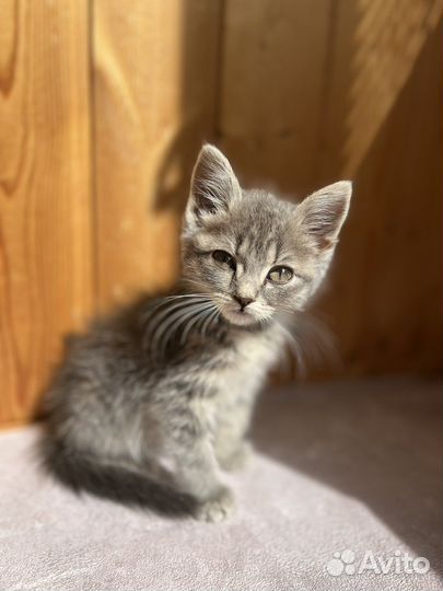 Котенок девочка